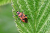 Corizus hyoscyami hyoscyami
