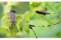 Dicranocephalus albipes