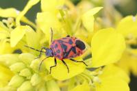 Eurydema ornata