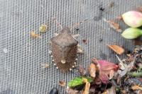 Peribalus strictus vernalis