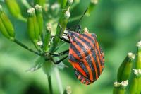 Graphosoma italicum italicum