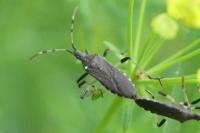 Dicranocephalus albipes