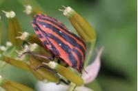Graphosoma italicum italicum