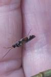 Cyllecoris histrionius