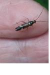 Cyllecoris histrionius