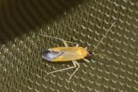 Phylus melanocephalus