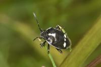 Eurydema oleracea
