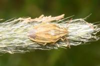Aelia acuminata