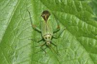Mermitelocerus schmidtii