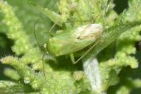 Lygocoris pabulinus