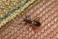 Himacerus apterus