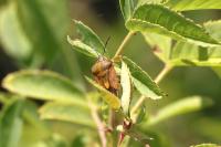 Carpocoris purpureipennis