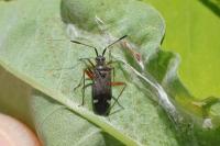 Closterotomus biclavatus