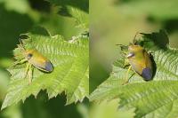 Piezodorus lituratus
