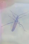 Leptopterna dolabrata