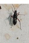 Miris striatus