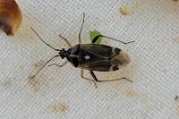 Harpocera thoracica