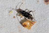 Harpocera thoracica