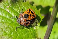 Eurydema ornata