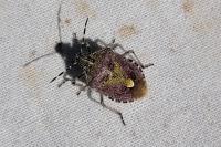 Dolycoris baccarum