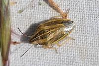 Aelia acuminata