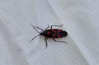Deraeocoris trifasciatus