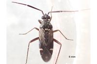 Cremnocephalus alpestris