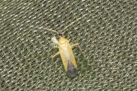 Phylus melanocephalus