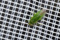 Orthotylus interpositus