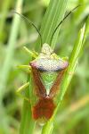 Acanthosoma haemorrhoidale