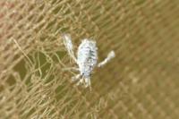 Reduvius personatus