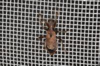 Himacerus mirmicoides