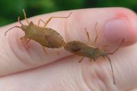 Gonocerus acuteangulatus
