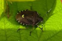 Holcostethus sphacelatus