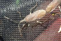 Dicranocephalus albipes