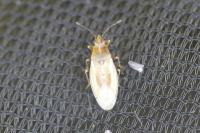 Cymus glandicolor