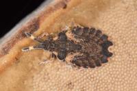 Aradus versicolor