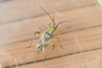 Calocoris roseomaculatus roseomaculatus