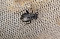 Orthocephalus coriaceus