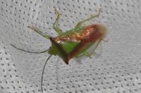 Acanthosoma haemorrhoidale