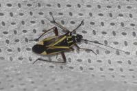 Hadrodemus m-flavum