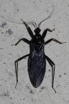 Reduvius personatus