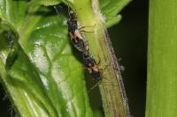 Acompus rufipes