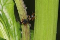 Acompus rufipes