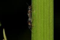 Acompus rufipes