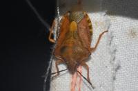 Carpocoris purpureipennis