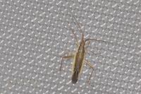Notostira elongata