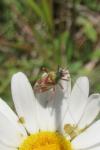 Calocoris roseomaculatus roseomaculatus