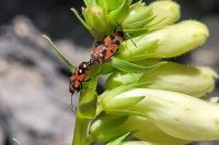 Horvathiolus superbus