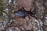 Reduvius personatus